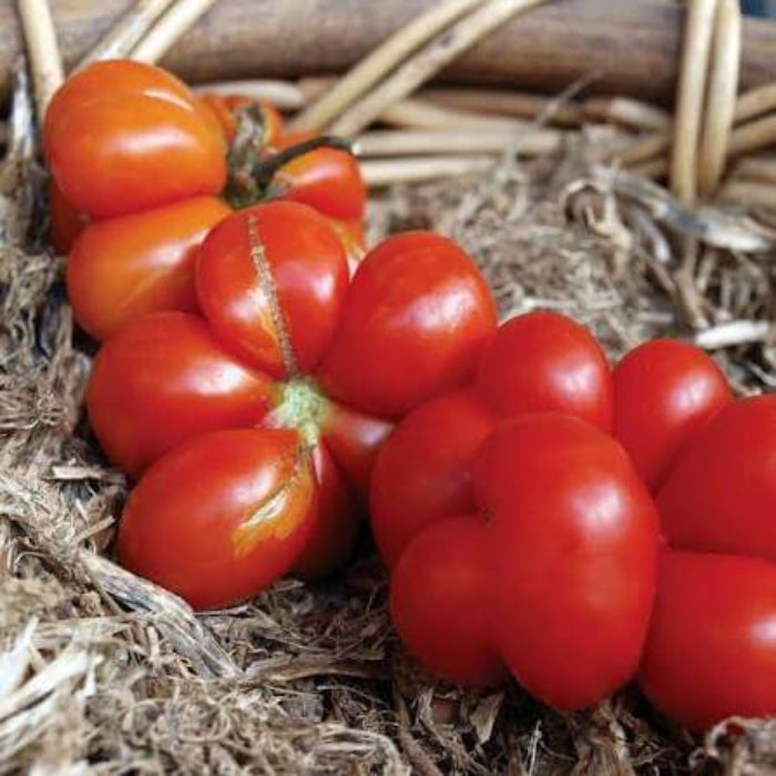 Reisetomate Tomato Seeds - Heirloom Vegetable Plant for Home Gardens