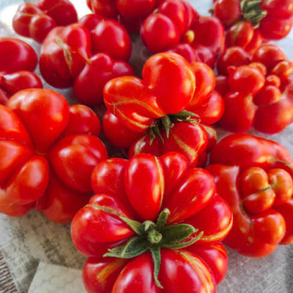Reisetomate Tomato Seeds - Heirloom Vegetable Plant for Home Gardens