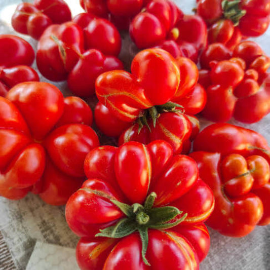 Reisetomate Tomato Seeds - Heirloom Vegetable Plant for Home Gardens