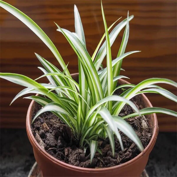 Reverse Variegated Spider Plant seeds - Flower Plant