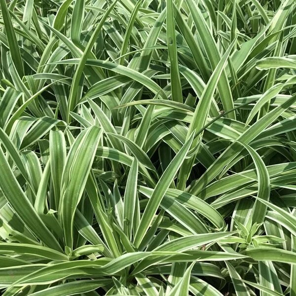 Reverse Variegated Spider Plant seeds - Flower Plant