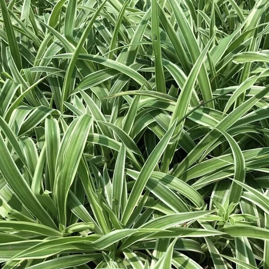 Reverse Variegated Spider Plant seeds - Flower Plant