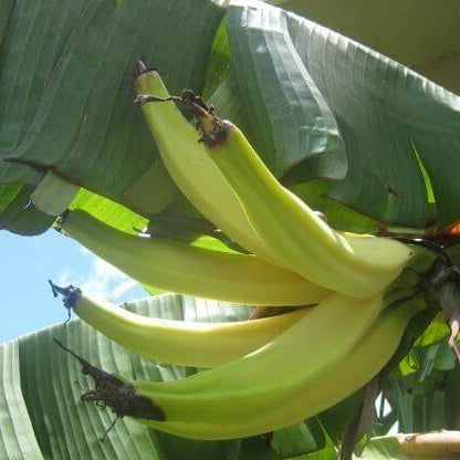 Rhino Horn Banana Seeds