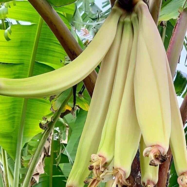 Rhino Horn Banana Seeds