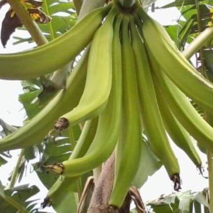 Rhino Horn Banana Seeds