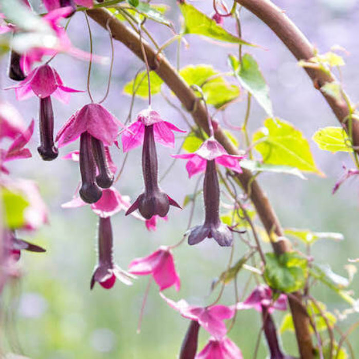 Rhodochiton Atrosanguineus Seeds - Heirloom Flower Plant for Home Gardens