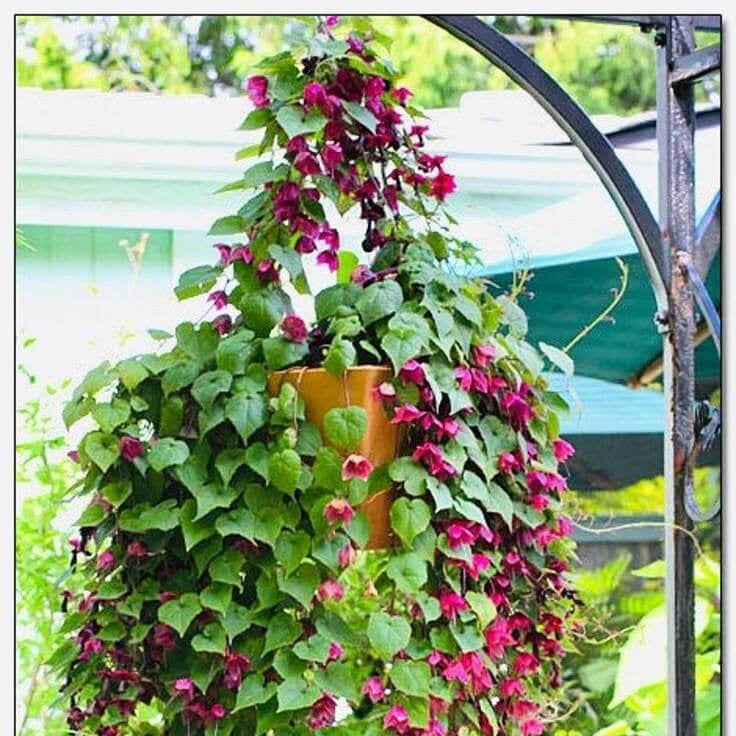 Rhodochiton Atrosanguineus Seeds - Heirloom Flower Plant for Home Gardens