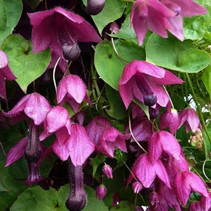Rhodochiton Atrosanguineus Seeds - Heirloom Flower Plant for Home Gardens