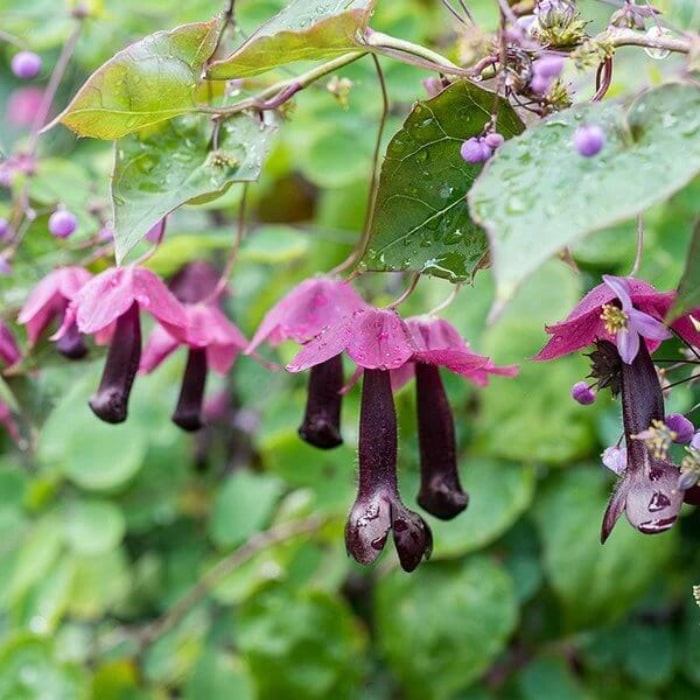 Rhodochiton Atrosanguineus Seeds - Heirloom Flower Plant for Home Gardens