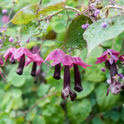 Rhodochiton Atrosanguineus Seeds - Heirloom Flower Plant for Home Gardens