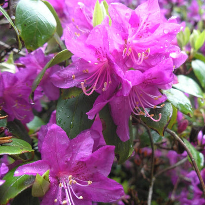 Rhododendron seeds - Flower Plant for Home Gardens