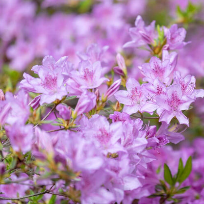 Rhododendron seeds - Flower Plant for Home Gardens