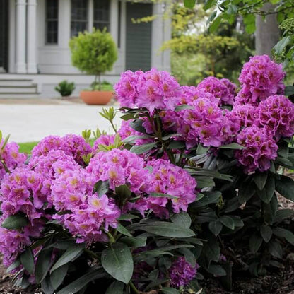 Rhododendron seeds - Flower Plant for Home Gardens