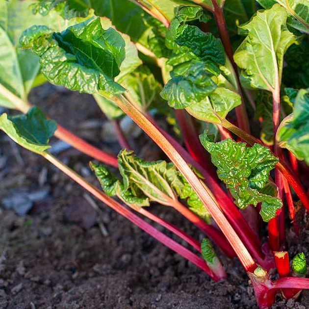 Rhubarb Seeds