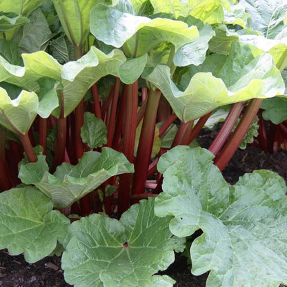 Rhubarb Seeds