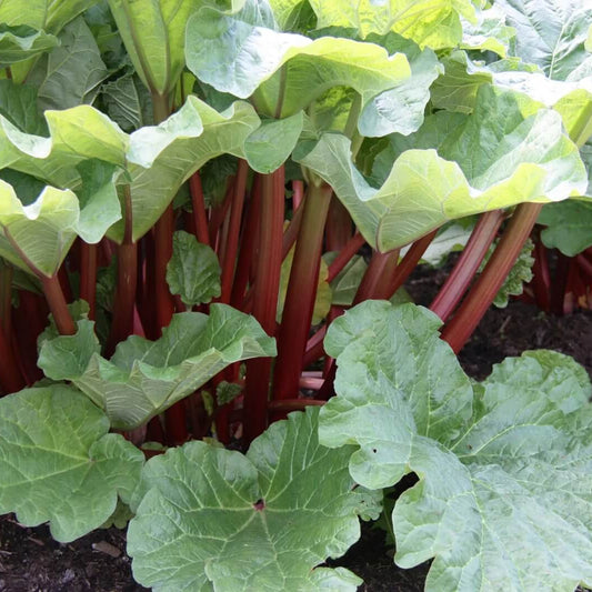 Rhubarb Seeds