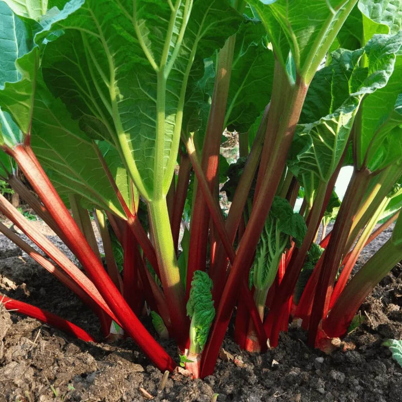 Rhubarb Seeds