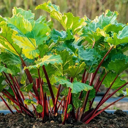 Rhubarb Seeds