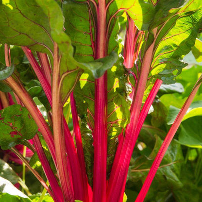 Rhubarb Seeds
