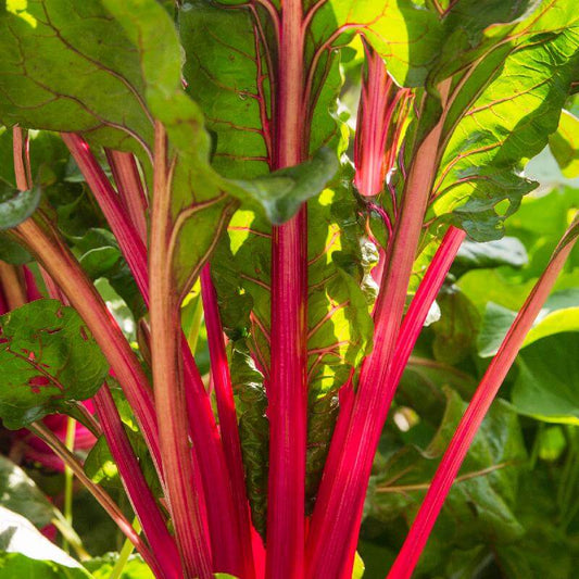 Rhubarb Seeds
