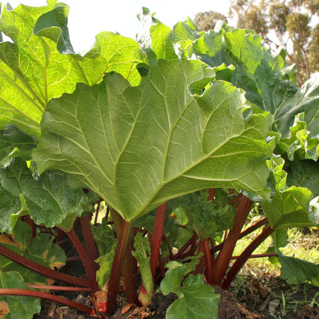 Rhubarb Seeds