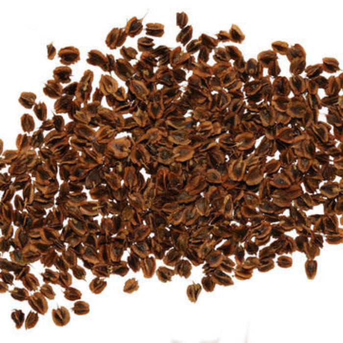 Rhubarb Seeds