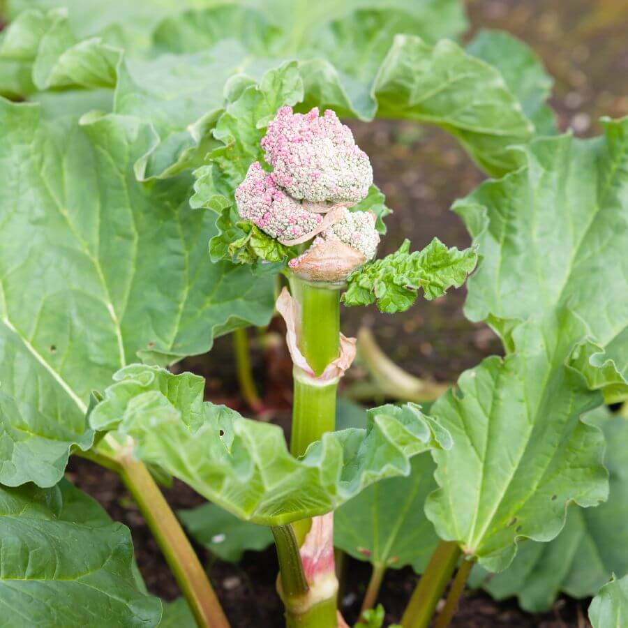Rhubarb Seeds