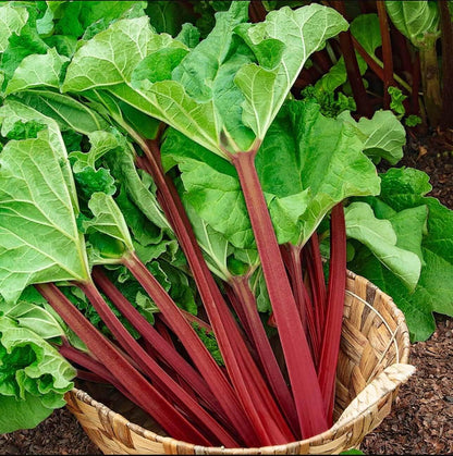 Rhubarb seeds - Vegetable Plant