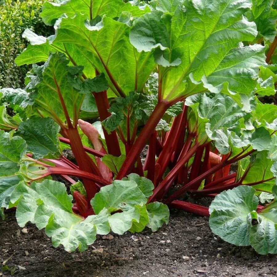 Rhubarb seeds - Vegetable Plant