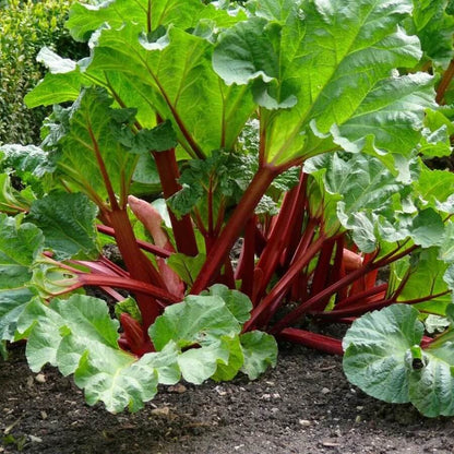 Rhubarb seeds - Vegetable Plant