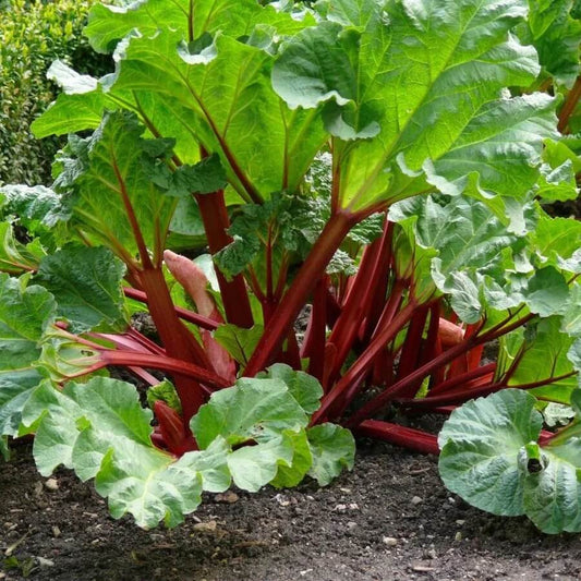 Rhubarb seeds - Vegetable Plant