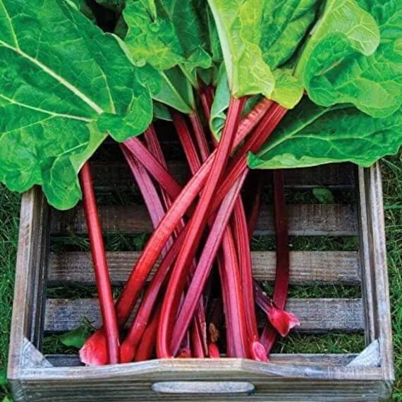 Rhubarb seeds - Vegetable Plant