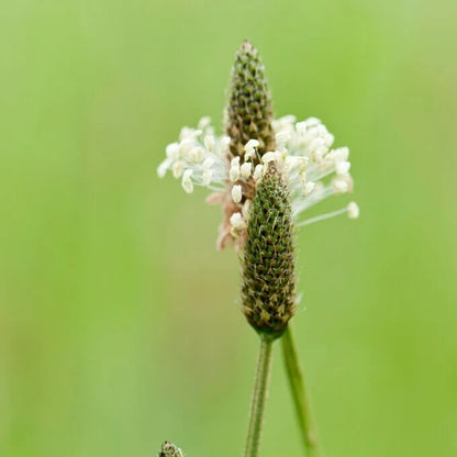 Ribwort Seeds - Heirloom Herbal Plant for Home Gardens