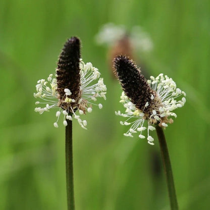 Ribwort Seeds - Heirloom Herbal Plant for Home Gardens
