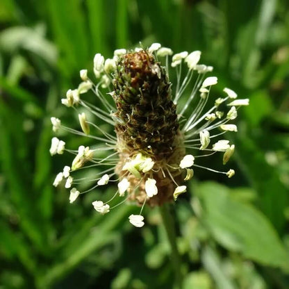 Ribwort Seeds - Heirloom Herbal Plant for Home Gardens