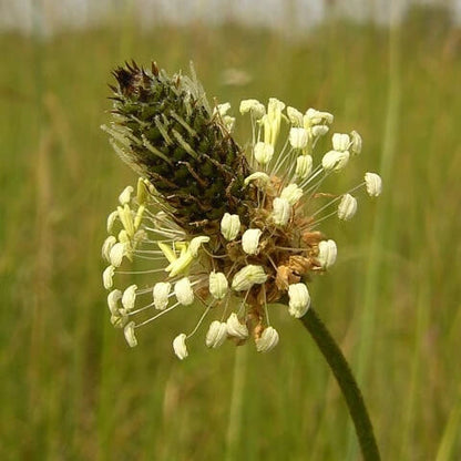 Ribwort Seeds - Heirloom Herbal Plant for Home Gardens