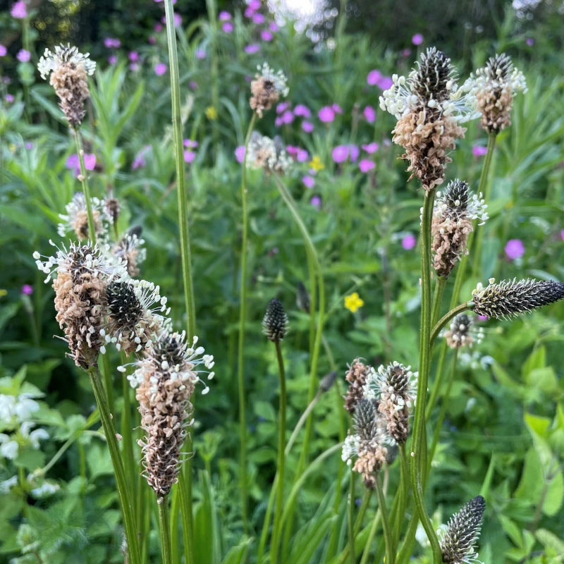 Ribwort Seeds - Heirloom Herbal Plant for Home Gardens