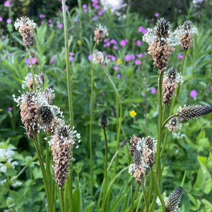 Ribwort Seeds - Heirloom Herbal Plant for Home Gardens