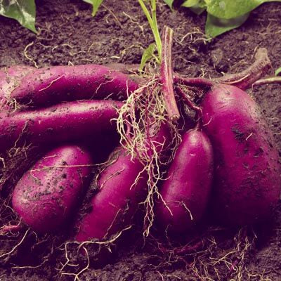 Rich Purple Flesh Sweet Potato Seeds 