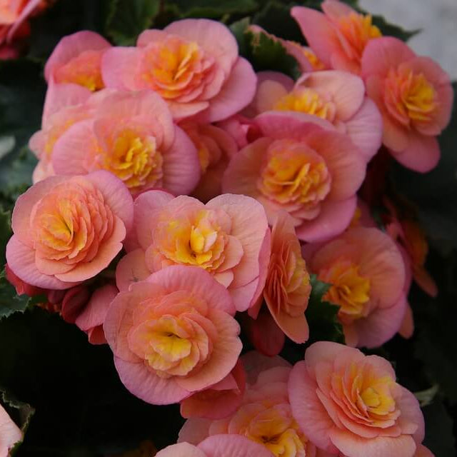 Rieger Begonia Seeds