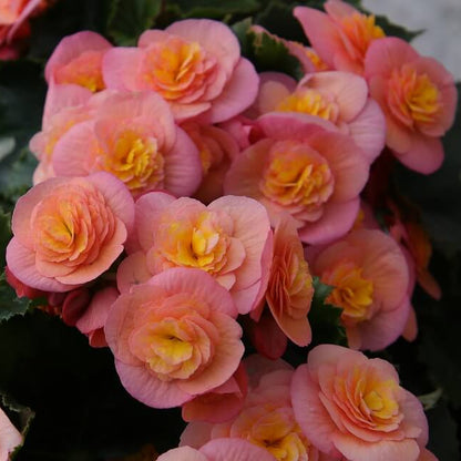 Rieger Begonia Seeds