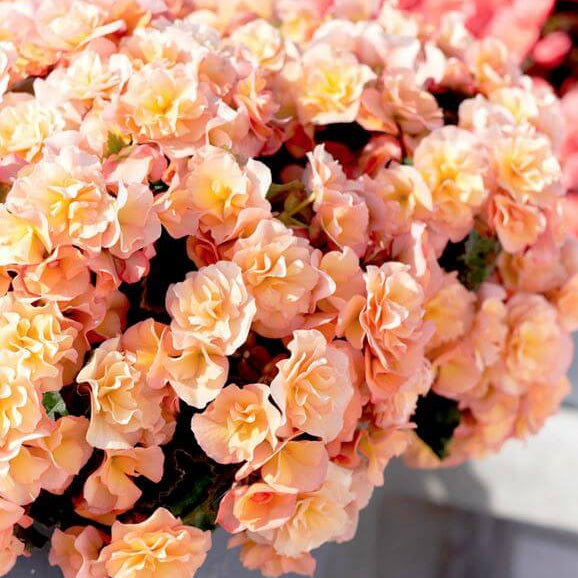 Rieger Begonia Seeds