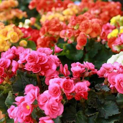 Rieger Begonia Seeds