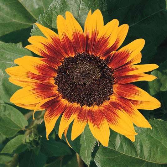 Ring of Fire Sunflower Seeds - Flower Plant