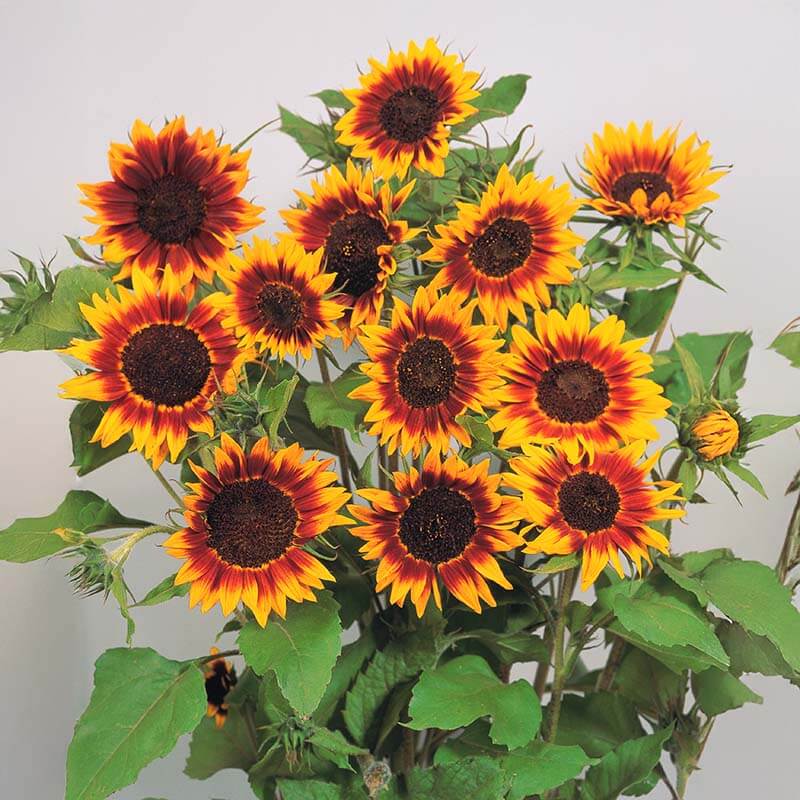 Ring of Fire Sunflower Seeds - Flower Plant