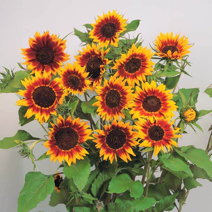 Ring of Fire Sunflower Seeds - Flower Plant