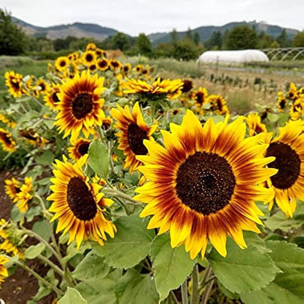 Ring of Fire Sunflower Seeds - Flower Plant