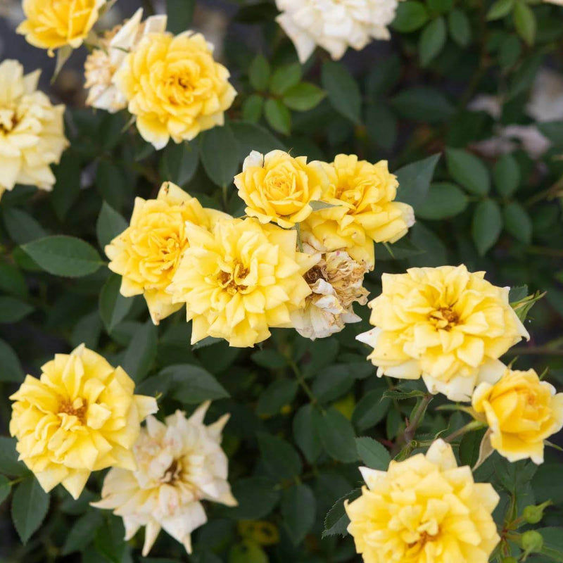 Rise'n Shine Miniature Rose Seeds - Heirloom Flower Plant for Home Gardens