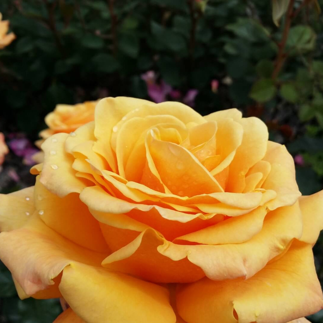 Rise'n Shine Miniature Rose Seeds - Heirloom Flower Plant for Home Gardens