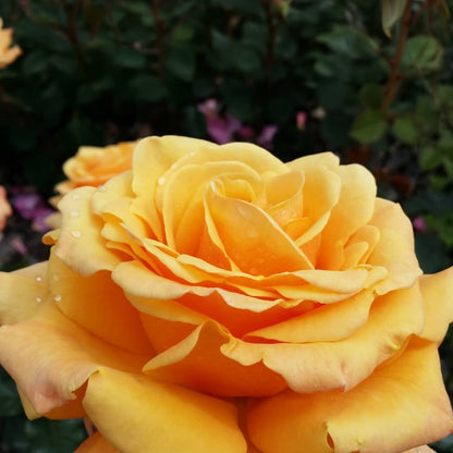 Rise'n Shine Miniature Rose Seeds - Heirloom Flower Plant for Home Gardens